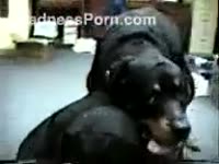 [ Beastiality Porn XXX ] wench is having animal sex with her dog for the 1st time